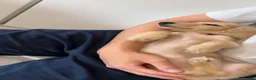 Miniature Dachshund dogs for sale: English Cream Blonde Dachshund Boy Ready to Leave - Advert 3