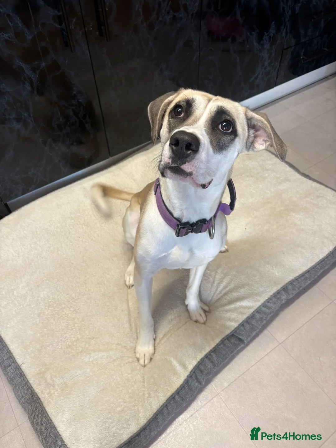 Mixed Breed dogs for sale: American bulldog mixed  - Advert 2