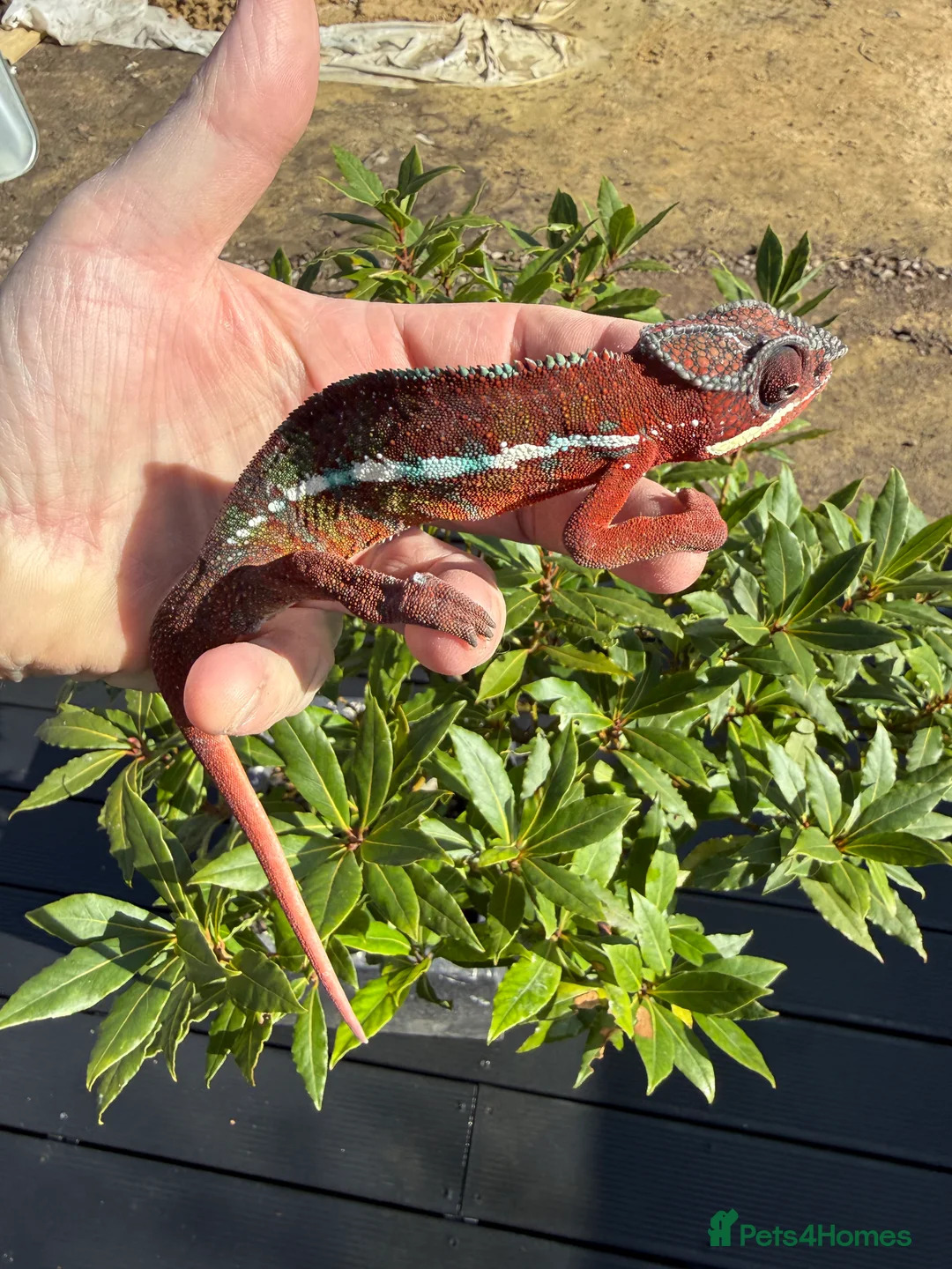 Chameleon reptiles for sale: Chameleon ambilobe juvenile  - Advert 2