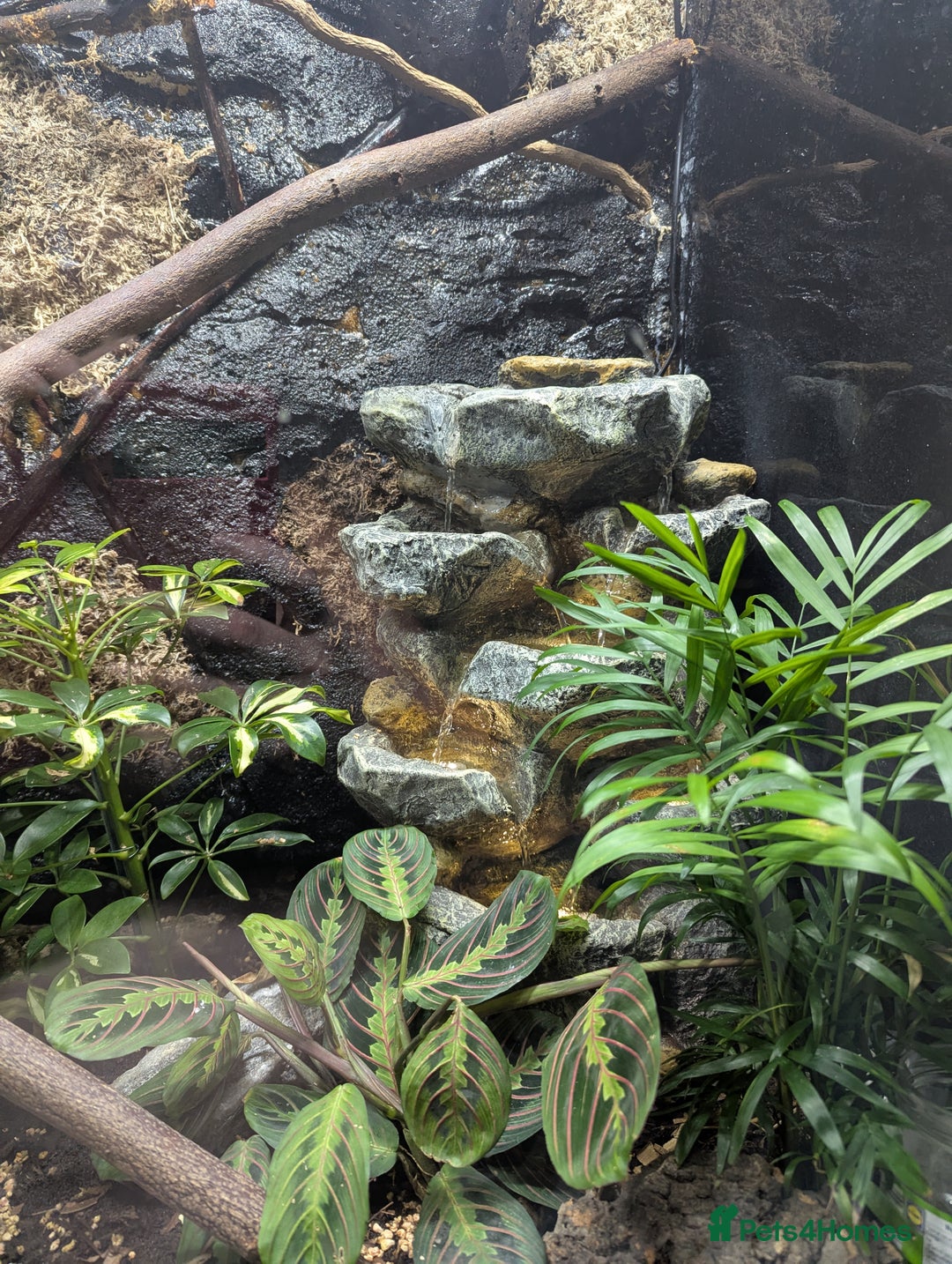 Chameleon reptiles for sale: Large betta terra terrarium with veiled chameleon  - Image 3