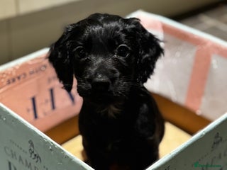 Cocker Spaniel dogs - Advert 3