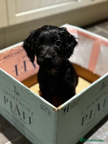 Cocker Spaniel dogs - Advert 3