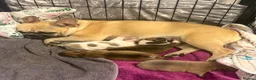 Mixed Breed dogs for sale: Beautiful boy🐾 - Advert 4