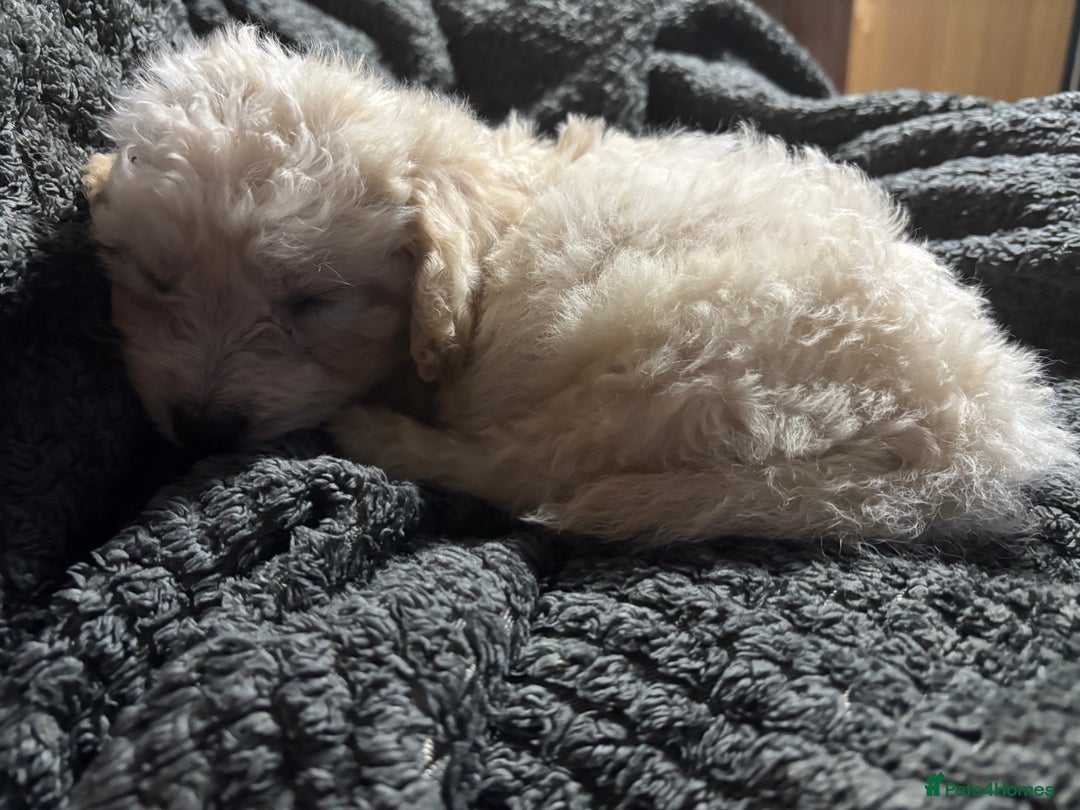 Mixed Breed dogs for sale: Jackapoo x cockapoo puppies - Image 12