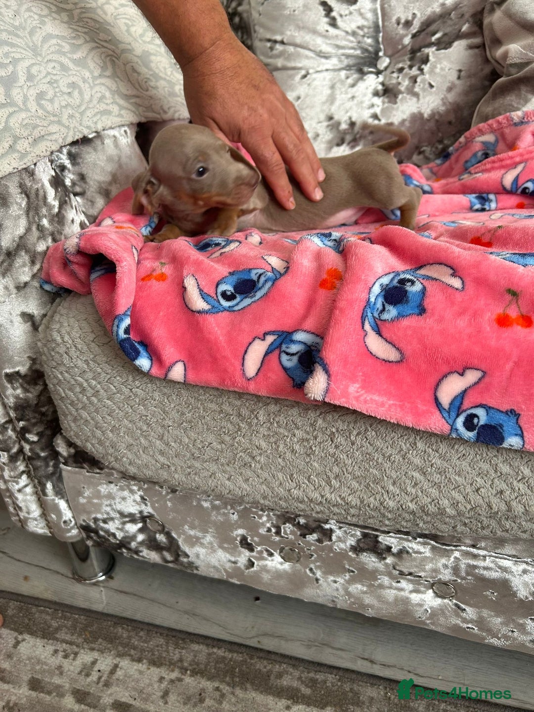 Miniature Dachshund dogs for sale: Miniature dachshund puppies - Image 2