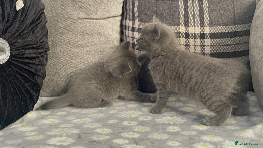 Russian Blue cats for sale: Russian X blue kittens  - Image 10