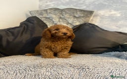 Cockapoo dogs for sale: Cockapoo  - Image 3