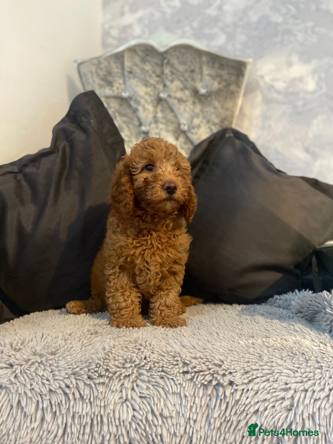 Cockapoo dogs for sale: Cockapoo  - Image 3