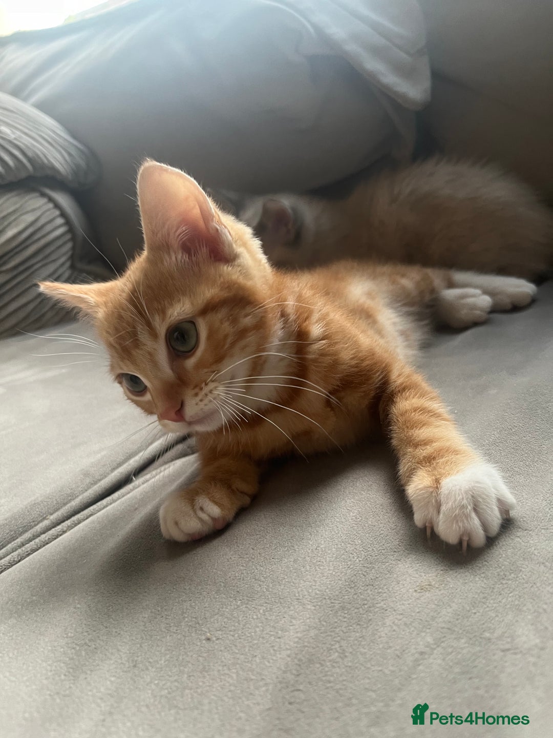 Ragdoll cats for sale: 2 half ragdoll kittens  - Advert 3