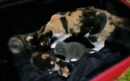 Mixed Breed cats for sale: Mixed breed kittens  - Image 16