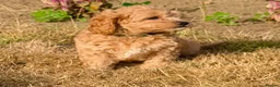 Cavapoo dogs for sale: READY NOW 2 Stunning Cavapoos puppies  - Advert 9