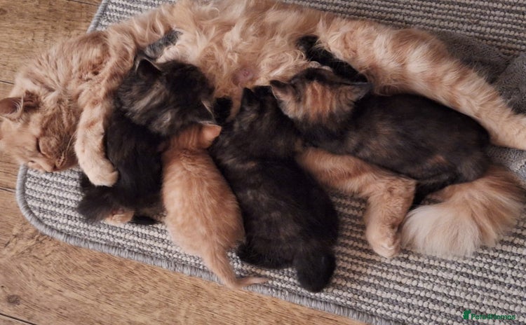 Mixed Breed cats - Advert 15