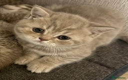 British Shorthair cats for sale: Amazing BSH kittens. READY TO GO!!! - Image 18