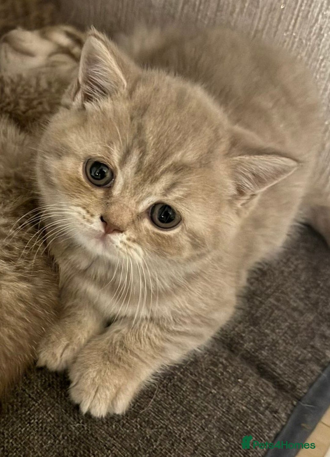 British Shorthair cats for sale: Amazing BSH kittens. READY TO GO!!! - Image 18
