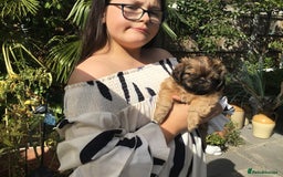Shih Tzu dogs for sale: Tiny Imperial Shihtzu  Puppies  - Image 23