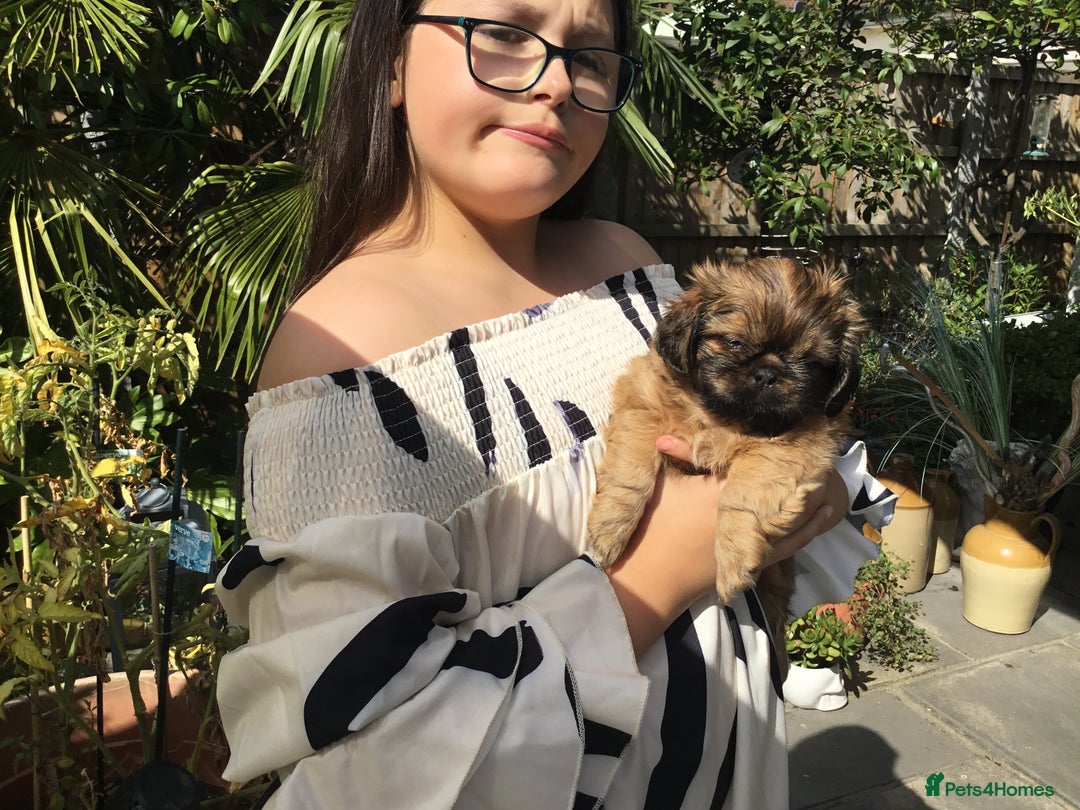 Shih Tzu dogs for sale: Tiny Imperial Shihtzu  Puppies  - Image 23