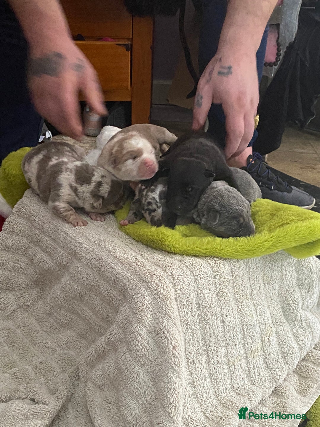 Mixed Breed dogs for sale: Can shepards - Advert 7