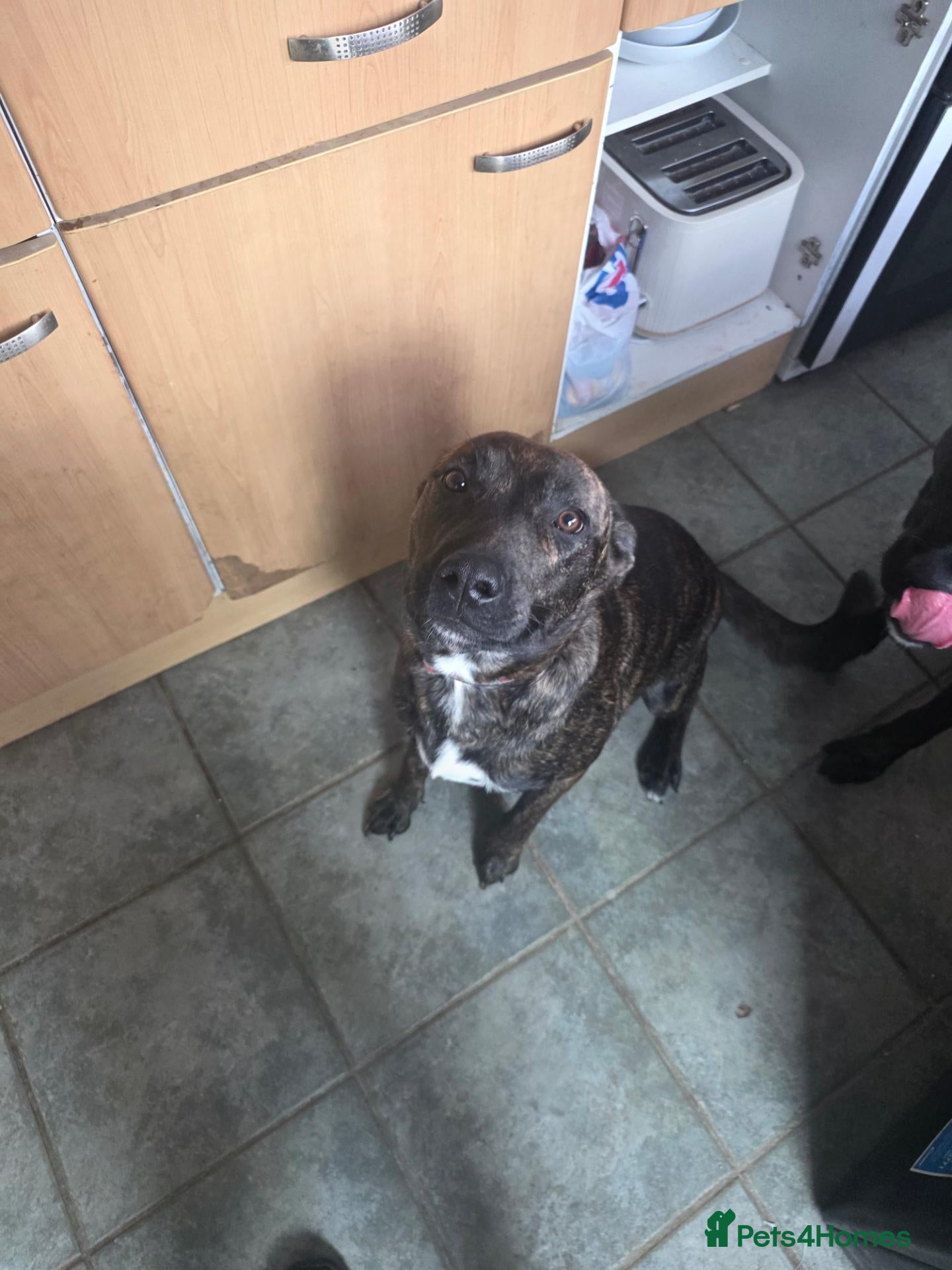 Mixed Breed dogs Thunder is 10 month old staff x german shephard  - Advert 9
