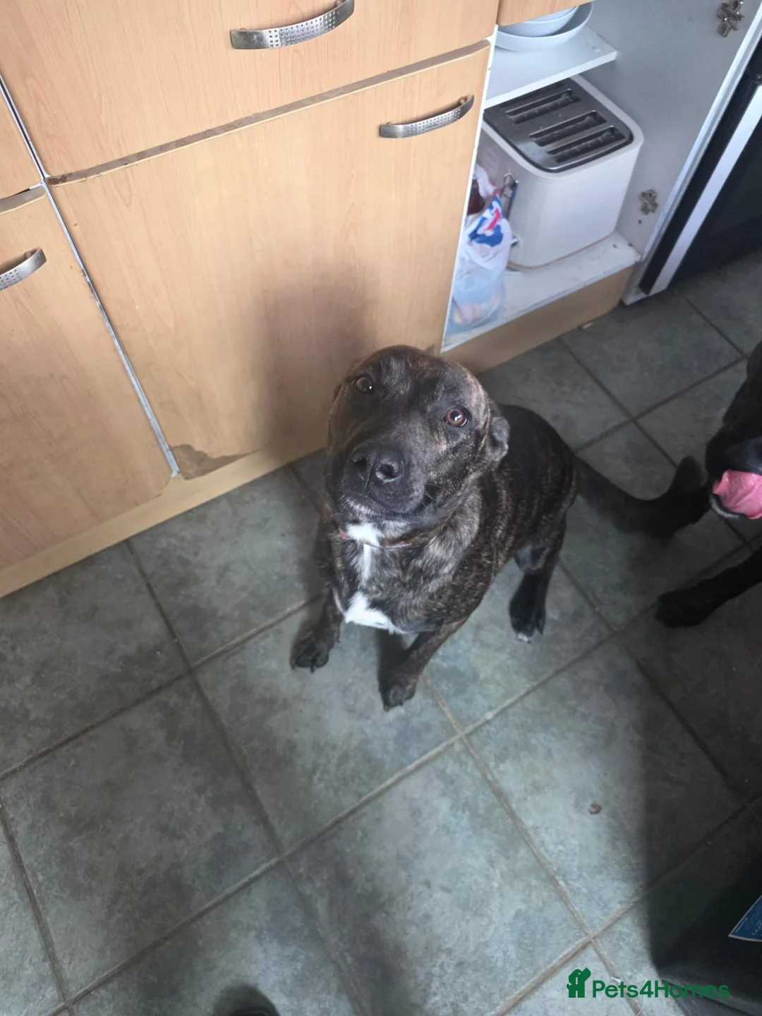 Mixed Breed dogs for sale: Thunder is 10 month old staff x german shephard  - Advert 1