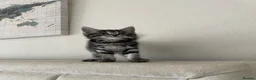 Mixed Breed cats for sale: Beautiful maine coon and marble kittens  in Bromley - Advert 3