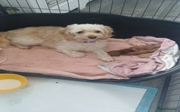 Cockapoo dogs for sale: 3 beautiful cockapoo boys - Image 22