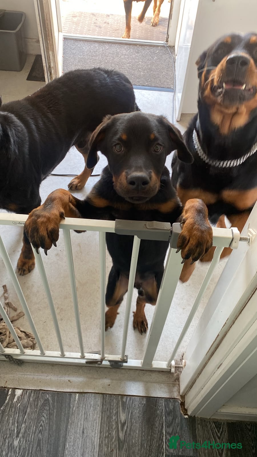 Rottweiler dogs Rottweiler puppies still available  - Advert 22