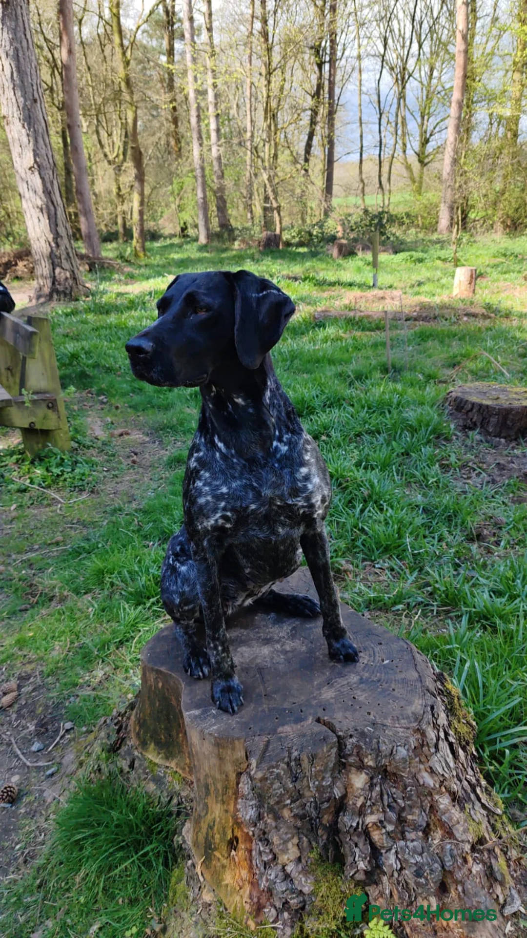 German Shorthaired Pointer dogs for sale: ❤️🐾 GORGEOUS GERMAN SHORTHAIRED POINTER PUPPIES - Advert 2