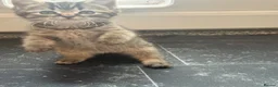 Ragdoll cats for sale: Ragdoll kittens 8 weeks old.  - Advert 19