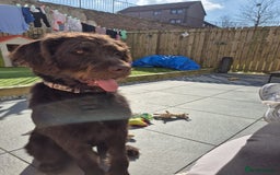 Labradoodle dogs for sale: charlie  - Image 5