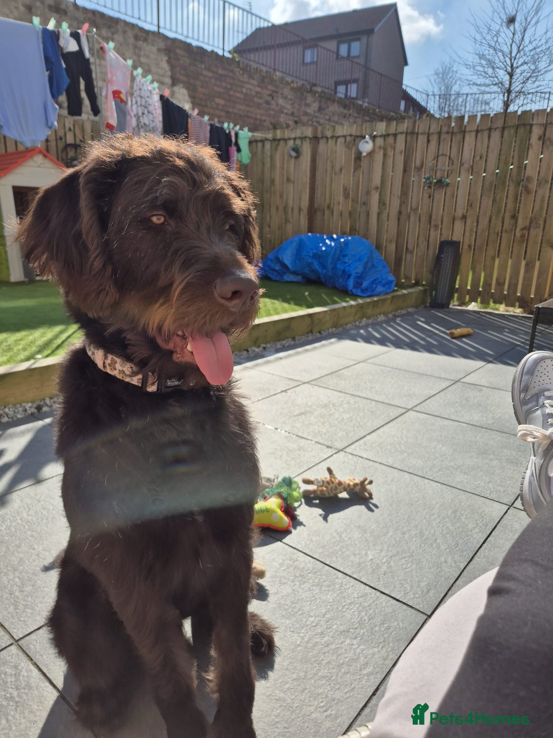 Labradoodle dogs for sale: charlie  - Image 5