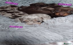 Miniature Dachshund dogs for sale: KC, PRA, STUNNING LITTER MIN,DASH😍 - Image 5