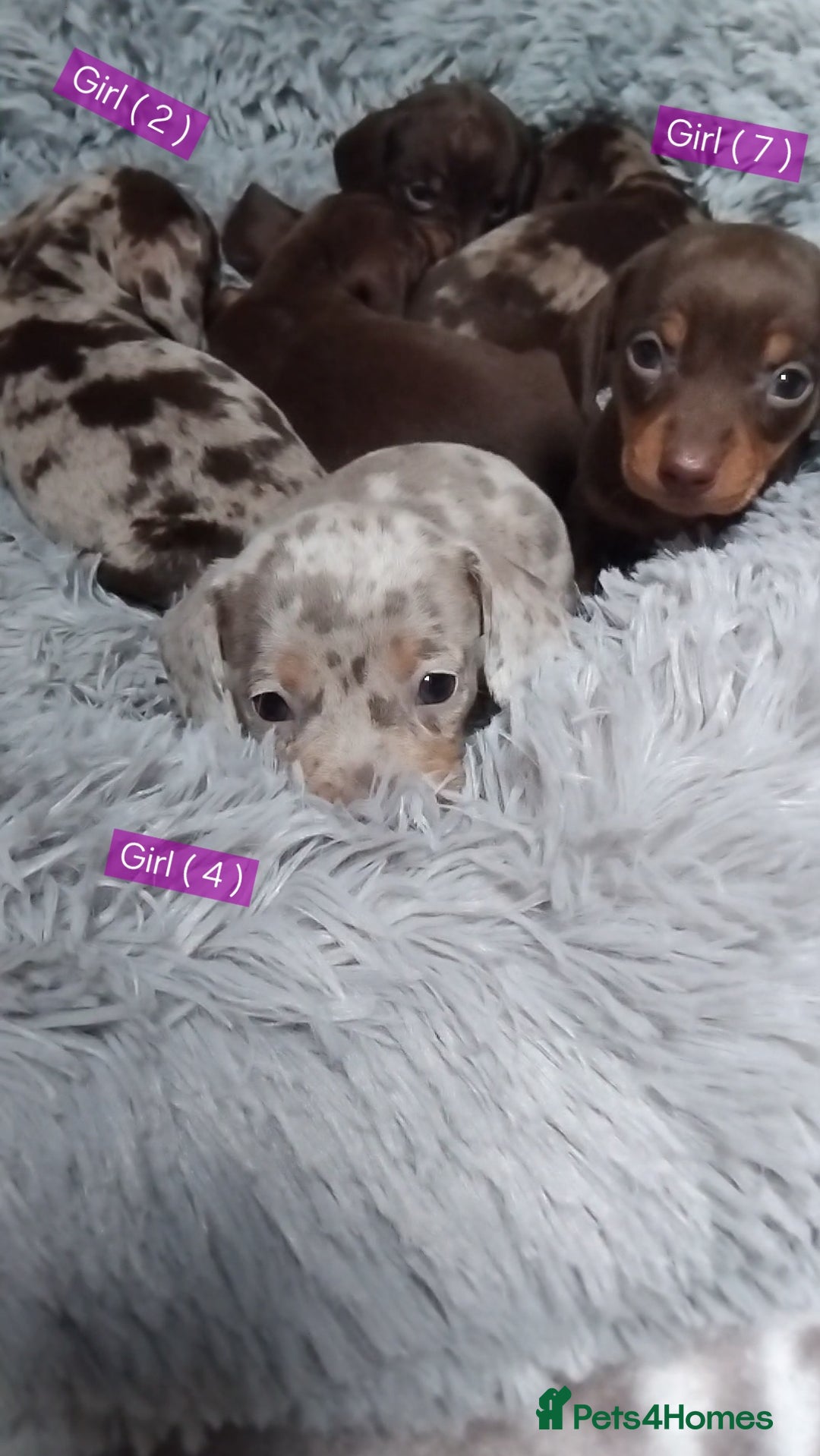 Miniature Dachshund dogs for sale: KC, PRA, STUNNING LITTER MIN,DASH😍 - Image 5