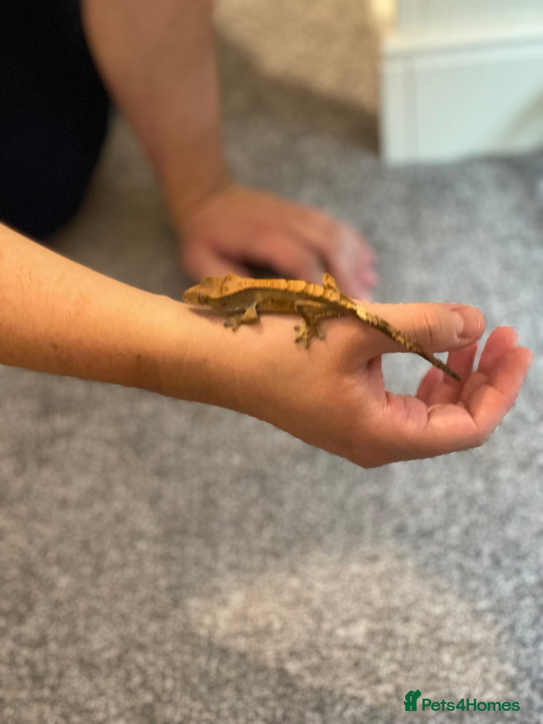 Gecko reptiles for sale: Crested Gecko - Advert 8