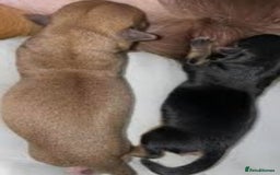 Chihuahua dogs for sale: Beautiful little boy  - Image 5