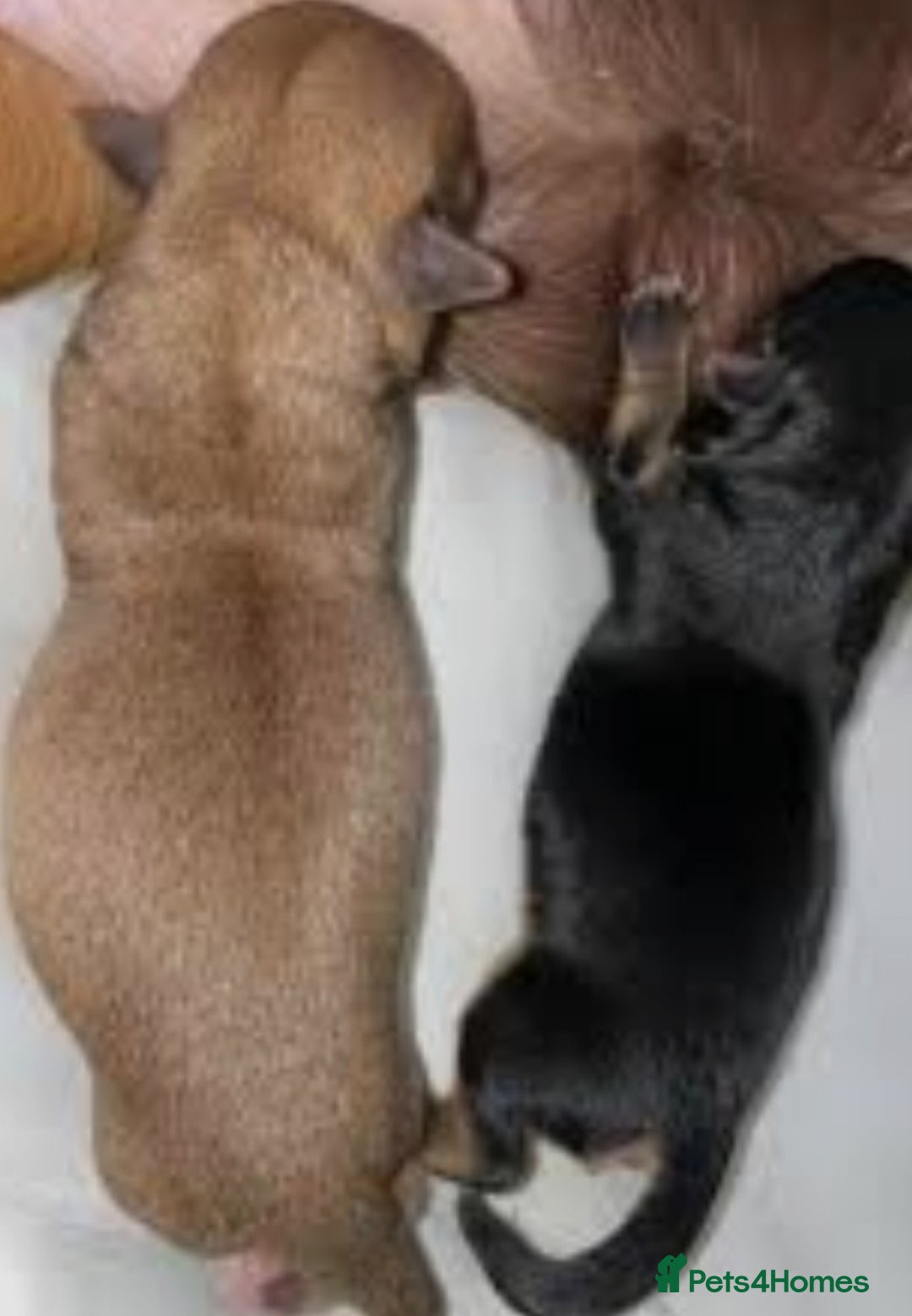 Chihuahua dogs for sale: Beautiful little boy  - Image 5