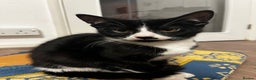 Domestic Shorthair cats for sale: 4 month old tuxedo kittens  - Advert 10