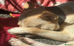 Mixed Breed dogs for sale: Loving dog to a good home  - Image 8