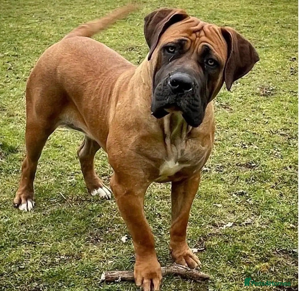 Boerboel dogs Our beautiful girl Narla - Advert 1