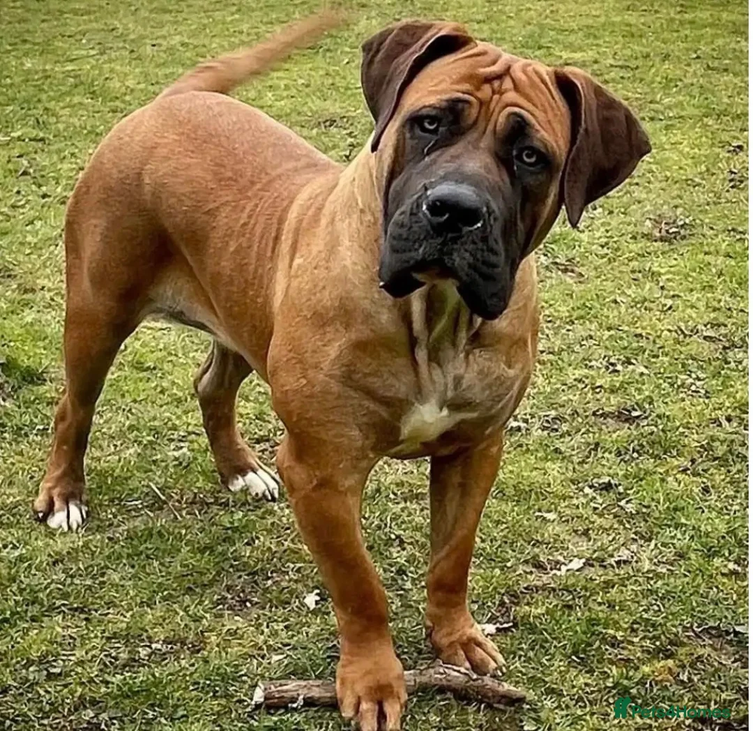 Boerboel dogs for sale: Our beautiful girl Narla in Birmingham - Advert 1