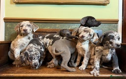 Labrador Retriever dogs for sale: Merle, Silver and Charcoal Labrador Puppies  - Image 8