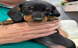 Dachshund dogs for sale: Gorgeous smooth hair black and tan dachshund girl  - Advert 6