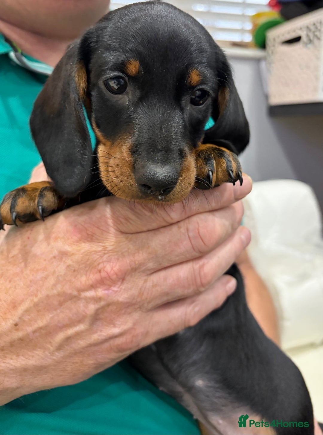 Dachshund dogs for sale: Gorgeous smooth hair black and tan dachshund girl  - Advert 6