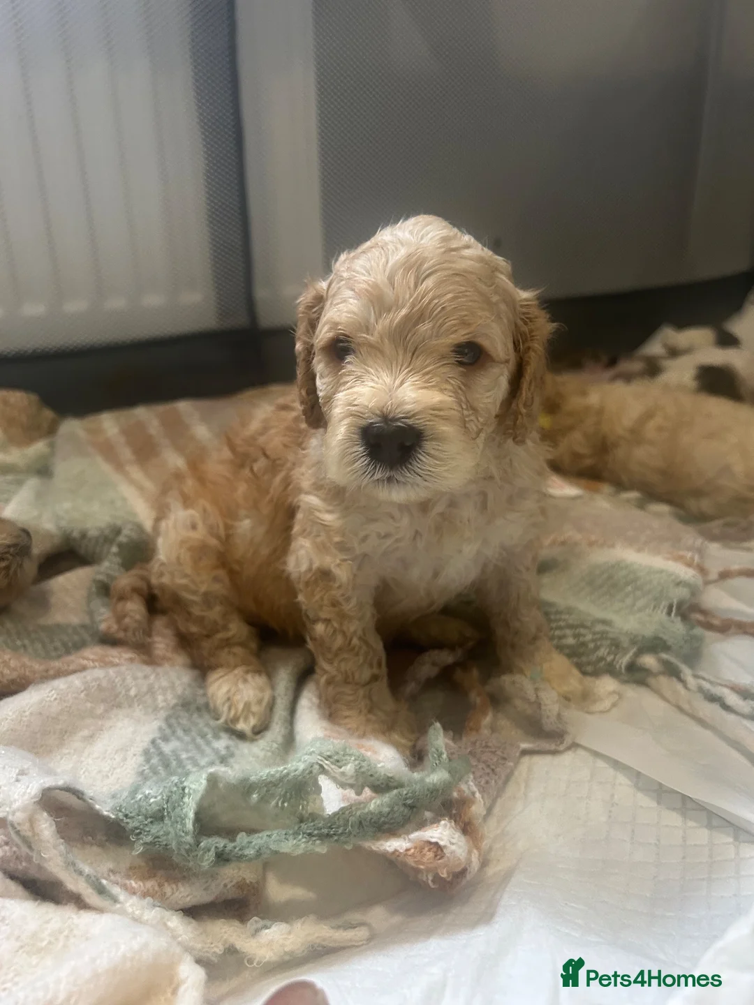 Cockapoo dogs for sale: 5 stunning Boys  - Advert 15