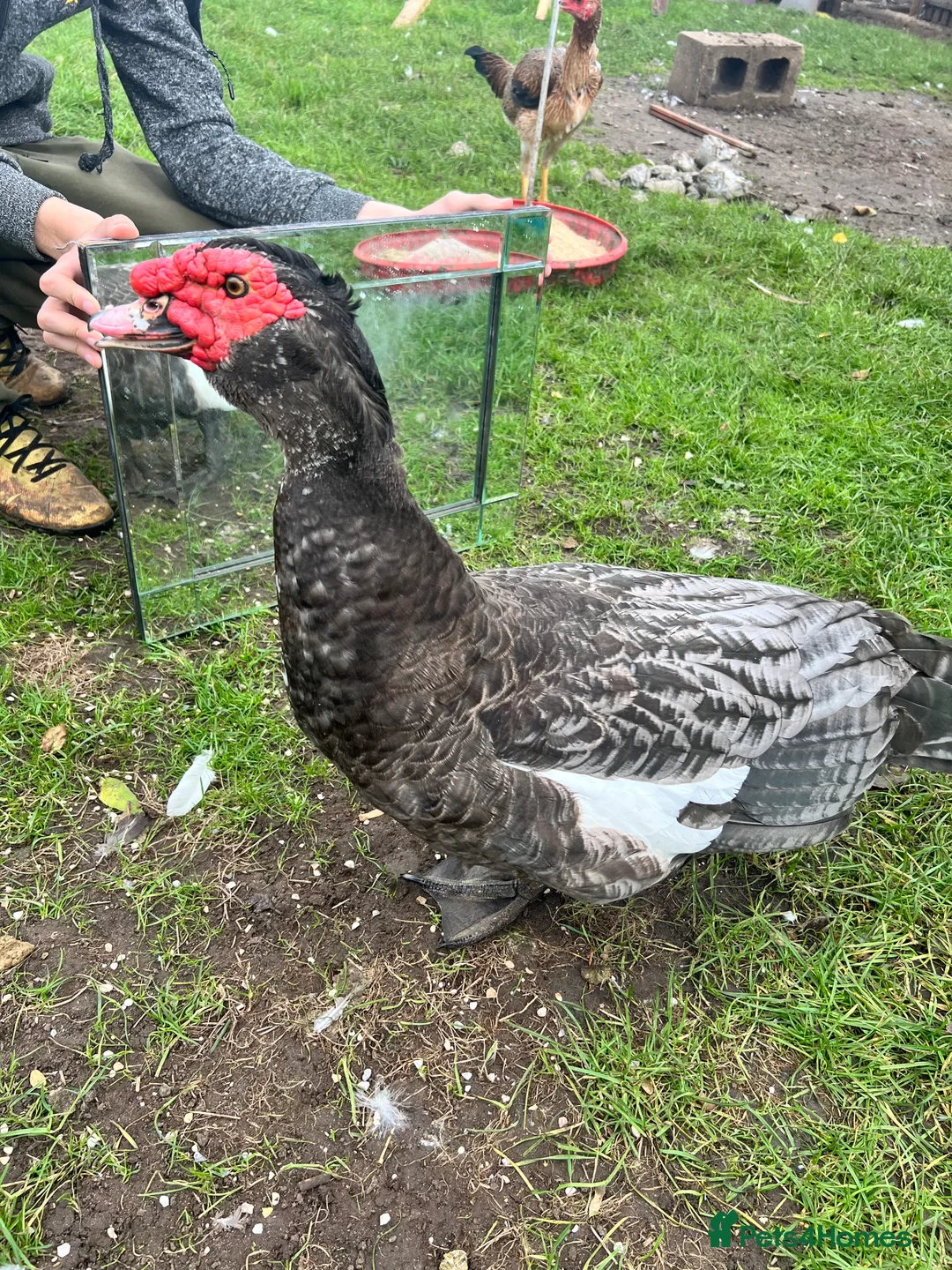 Waterfowl poultry for sale: Muscovy Duck Hatching eggs - Available to reserve - Advert 5