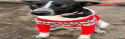 Mixed Breed dogs for adoption: 💙🐶 LEVKO – THE DOG WHO HAS ALL HOME PET HABITS in Burton-on-Trent - Advert 25