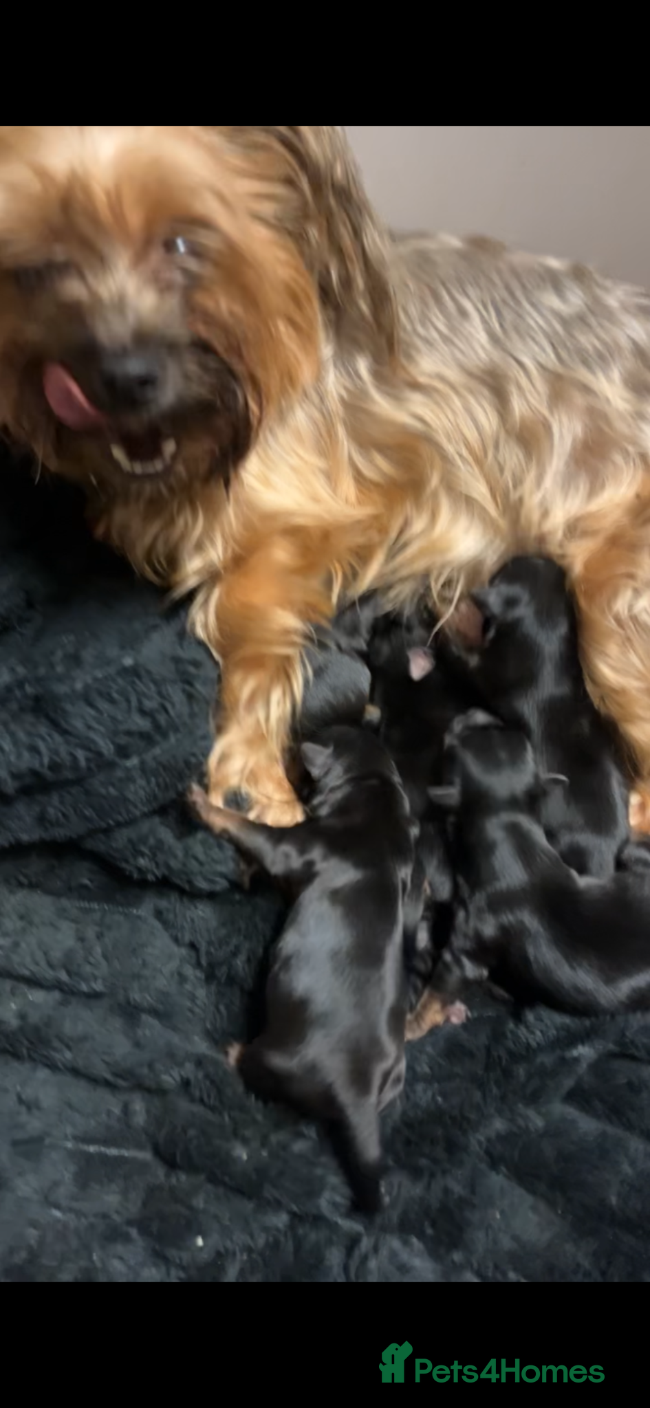 Yorkshire Terrier dogs yorkshire terrier puppy’s  - Advert 1