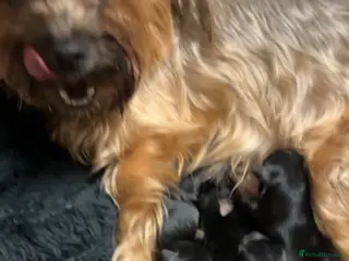 Yorkshire Terrier dogs yorkshire terrier puppy’s - Advert 3