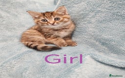 Mixed Breed cats for sale: BEAUTIFUL KITTENS VIDEOS - Image 2