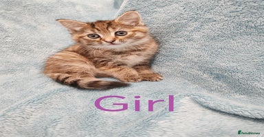 Mixed Breed cats - Advert 16