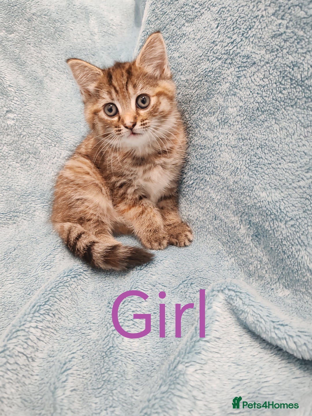 Mixed Breed cats for sale: BEAUTIFUL KITTENS VIDEOS - Image 2